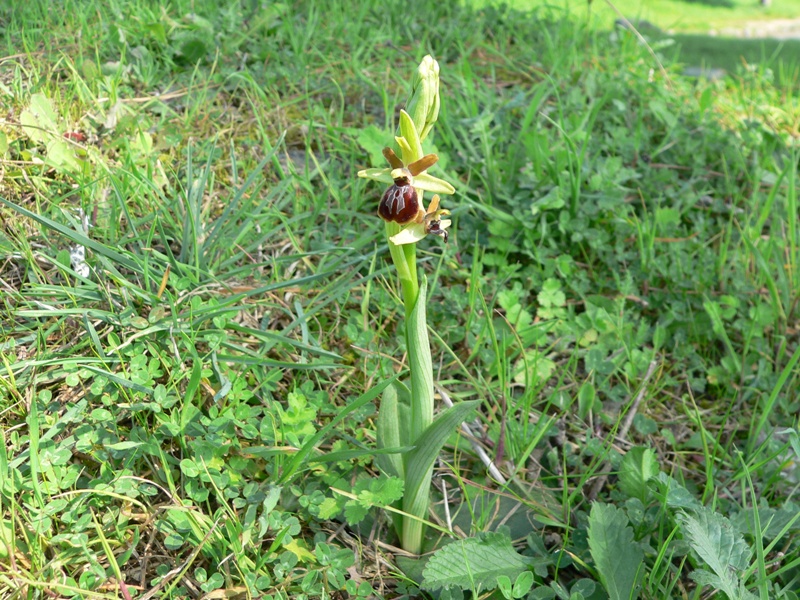 ophrys sphegodes